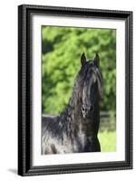 Friesian 003-Bob Langrish-Framed Photographic Print