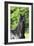 Friesian 003-Bob Langrish-Framed Photographic Print