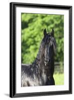 Friesian 003-Bob Langrish-Framed Photographic Print