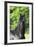 Friesian 003-Bob Langrish-Framed Photographic Print