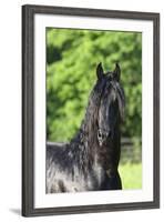 Friesian 003-Bob Langrish-Framed Photographic Print