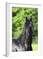 Friesian 003-Bob Langrish-Framed Photographic Print