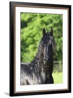 Friesian 003-Bob Langrish-Framed Photographic Print