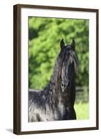 Friesian 003-Bob Langrish-Framed Photographic Print