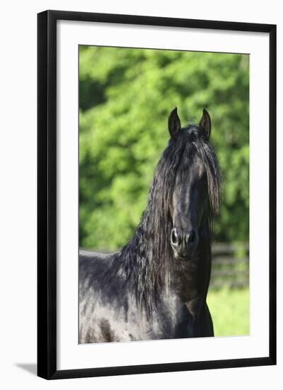 Friesian 003-Bob Langrish-Framed Photographic Print