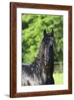 Friesian 003-Bob Langrish-Framed Photographic Print