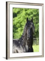 Friesian 003-Bob Langrish-Framed Photographic Print