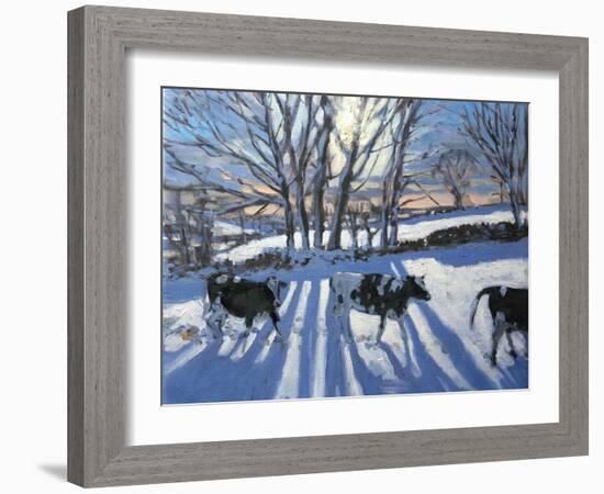 Friesian Cows, 2009-Andrew Macara-Framed Giclee Print