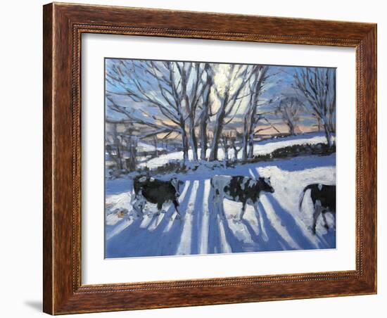 Friesian Cows, 2009-Andrew Macara-Framed Giclee Print
