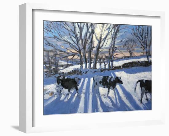 Friesian Cows, 2009-Andrew Macara-Framed Giclee Print