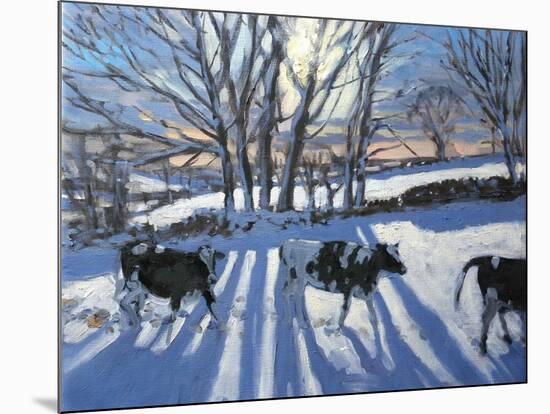 Friesian Cows, 2009-Andrew Macara-Mounted Giclee Print