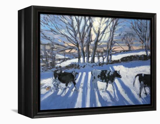 Friesian Cows, 2009-Andrew Macara-Framed Premier Image Canvas