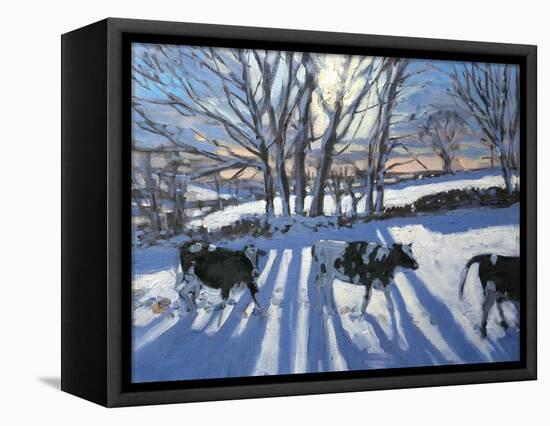 Friesian Cows, 2009-Andrew Macara-Framed Premier Image Canvas