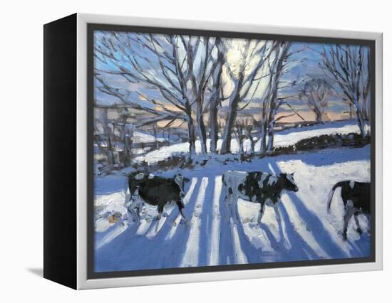 Friesian Cows, 2009-Andrew Macara-Framed Premier Image Canvas