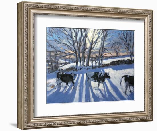 Friesian Cows, 2009-Andrew Macara-Framed Giclee Print