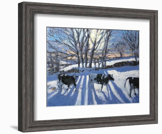 Friesian Cows, 2009-Andrew Macara-Framed Giclee Print