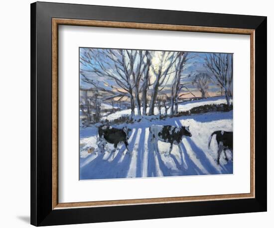 Friesian Cows, 2009-Andrew Macara-Framed Giclee Print