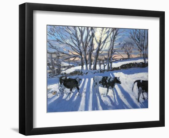 Friesian Cows, 2009-Andrew Macara-Framed Giclee Print