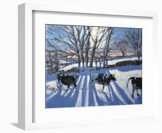 Friesian Cows, 2009-Andrew Macara-Framed Giclee Print