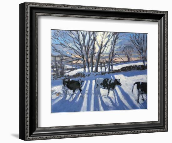 Friesian Cows, 2009-Andrew Macara-Framed Giclee Print