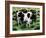 Friesian Cows-Gareth Lloyd Ball-Framed Giclee Print
