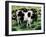 Friesian Cows-Gareth Lloyd Ball-Framed Giclee Print