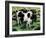 Friesian Cows-Gareth Lloyd Ball-Framed Giclee Print