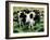 Friesian Cows-Gareth Lloyd Ball-Framed Giclee Print