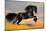 Friesian Stallion Gallop in Sunset-Alexia Khruscheva-Mounted Photographic Print