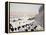 Friesians in Winter-Maggie Rowe-Framed Premier Image Canvas