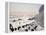 Friesians in Winter-Maggie Rowe-Framed Premier Image Canvas