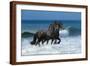 Friesians Sea-Bob Langrish-Framed Photographic Print