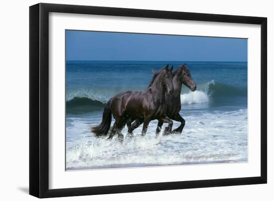 Friesians Sea-Bob Langrish-Framed Photographic Print