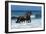 Friesians Sea-Bob Langrish-Framed Photographic Print