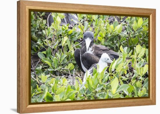 Frigate Bird Sanctuary, Barbuda, Antigua and Barbuda, Leeward Islands, West Indies-Roberto Moiola-Framed Premier Image Canvas
