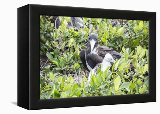 Frigate Bird Sanctuary, Barbuda, Antigua and Barbuda, Leeward Islands, West Indies-Roberto Moiola-Framed Premier Image Canvas