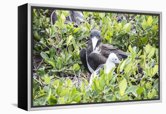 Frigate Bird Sanctuary, Barbuda, Antigua and Barbuda, Leeward Islands, West Indies-Roberto Moiola-Framed Premier Image Canvas