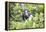 Frigate Bird Sanctuary, Barbuda, Antigua and Barbuda, Leeward Islands, West Indies-Roberto Moiola-Framed Premier Image Canvas