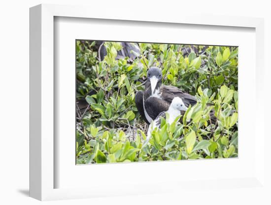 Frigate Bird Sanctuary, Barbuda, Antigua and Barbuda, Leeward Islands, West Indies-Roberto Moiola-Framed Photographic Print