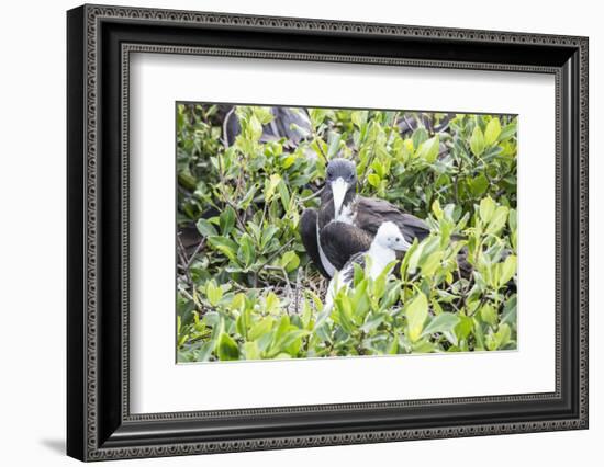 Frigate Bird Sanctuary, Barbuda, Antigua and Barbuda, Leeward Islands, West Indies-Roberto Moiola-Framed Photographic Print