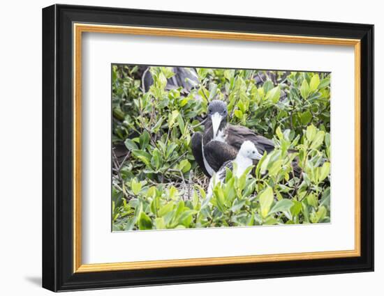 Frigate Bird Sanctuary, Barbuda, Antigua and Barbuda, Leeward Islands, West Indies-Roberto Moiola-Framed Photographic Print