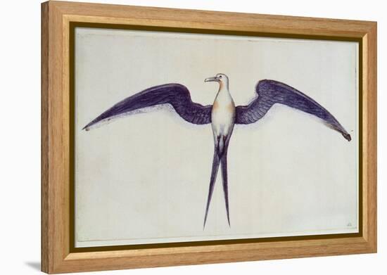 Frigate Bird-John White-Framed Premier Image Canvas