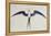 Frigate Bird-John White-Framed Premier Image Canvas