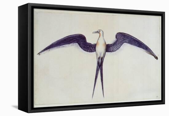 Frigate Bird-John White-Framed Premier Image Canvas