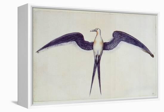 Frigate Bird-John White-Framed Premier Image Canvas