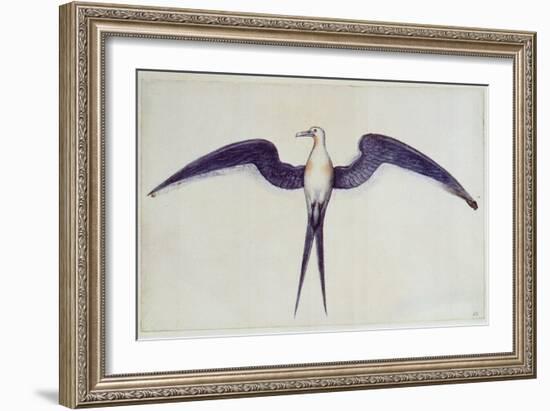 Frigate Bird-John White-Framed Giclee Print