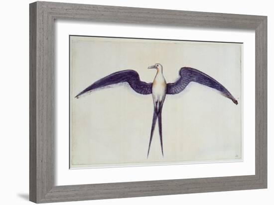 Frigate Bird-John White-Framed Giclee Print