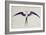 Frigate Bird-John White-Framed Giclee Print