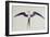 Frigate Bird-John White-Framed Giclee Print