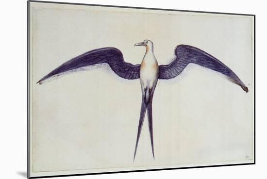 Frigate Bird-John White-Mounted Giclee Print